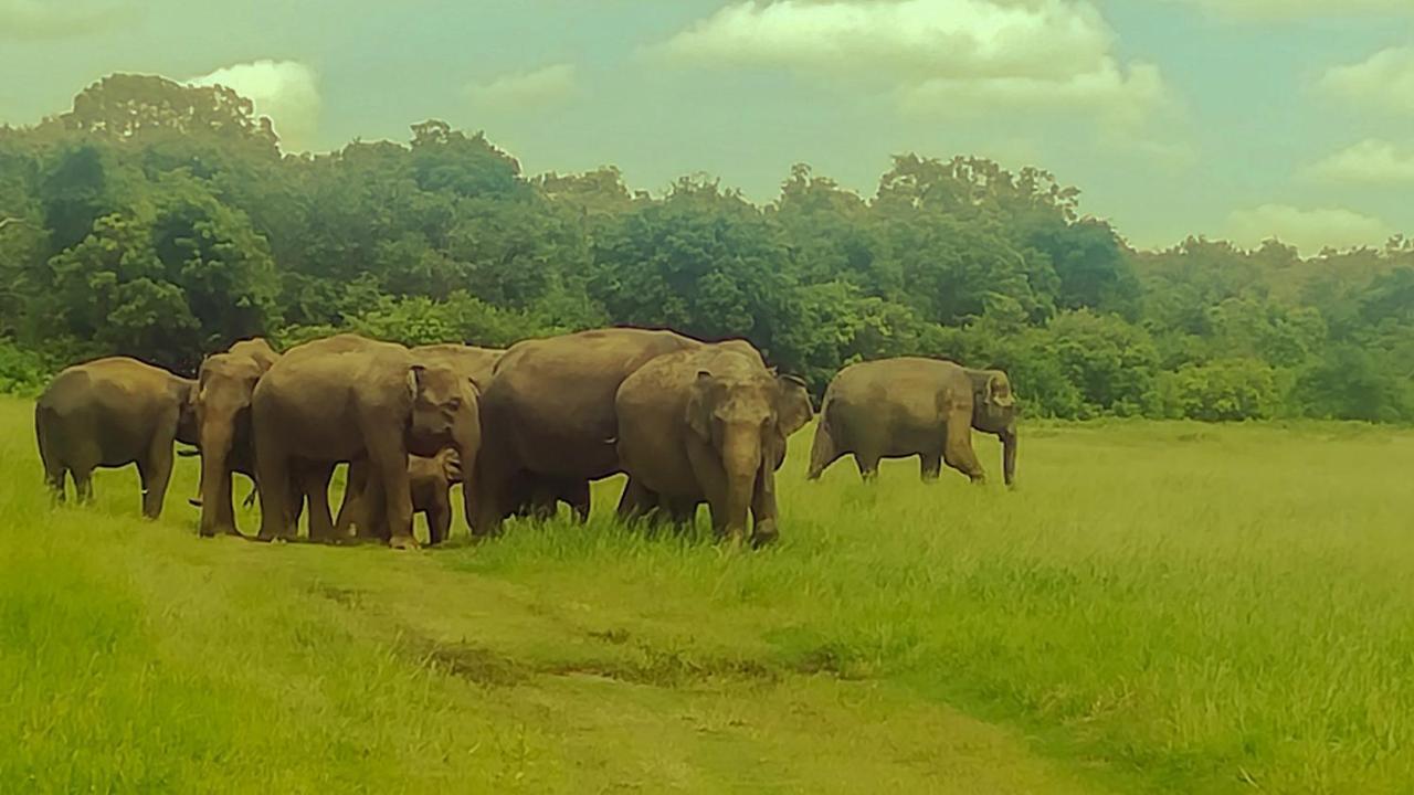 The Green Jungle Dambulla Exterior photo